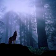 a wolf bristles under the chill night air